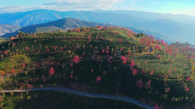 大理无量山樱花谷冬樱