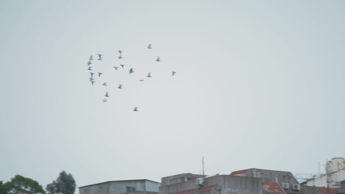【4K】飞鸟意境写意 鸟群迁徙