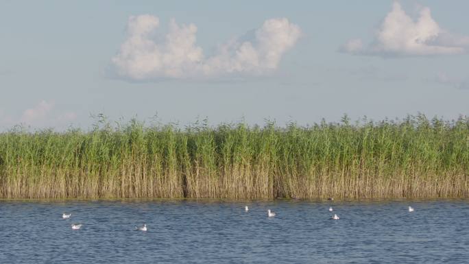 扎龙湿地公园湖中水鸟4K50P素材