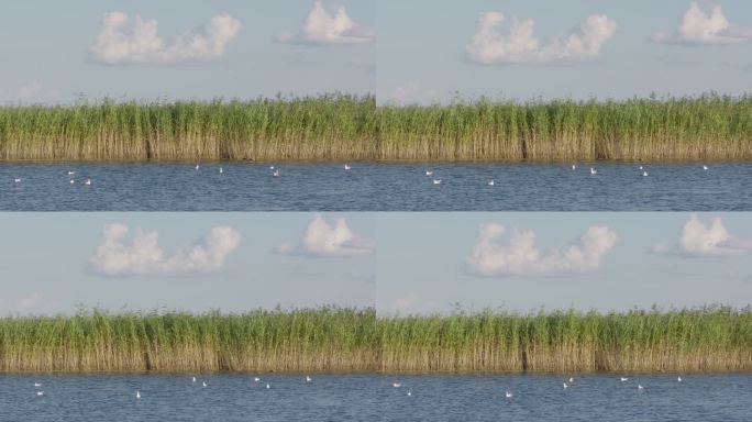 扎龙湿地公园湖中水鸟4K50P素材