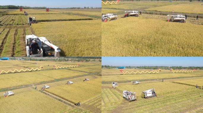 收割水稻收获稻田收割机丰收节航拍