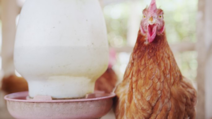 鸡蛋母鸡正在农场里吃东西。动物食品