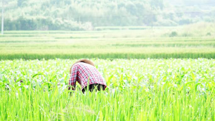 农妇在玉米地施化肥