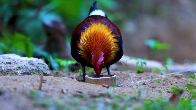 原鸡 Red Junglefowl