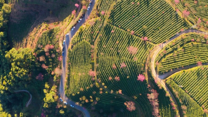 大理无量山樱花谷冬樱