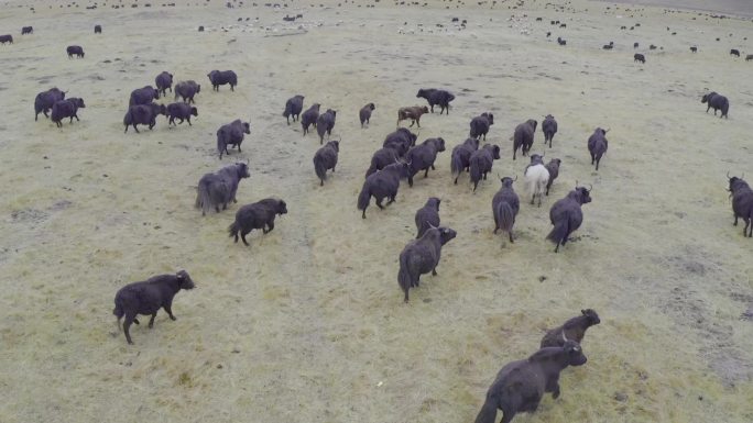 甘南牦牛 绿色草原 风景 牛群牦 牛奔跑