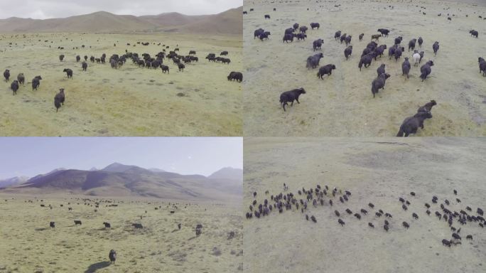 甘南牦牛 绿色草原 风景 牛群牦 牛奔跑