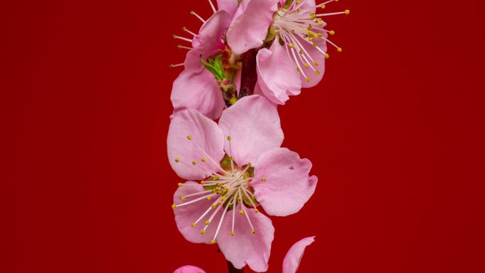 桃花在红色背景下绽放和旋转，采用水平格式延时4k视频。春季桃树开花的视频。