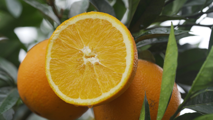 橙子脐橙果园产地航拍4K