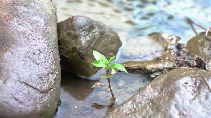 江岸的小草在微风细雨中茁壮成长