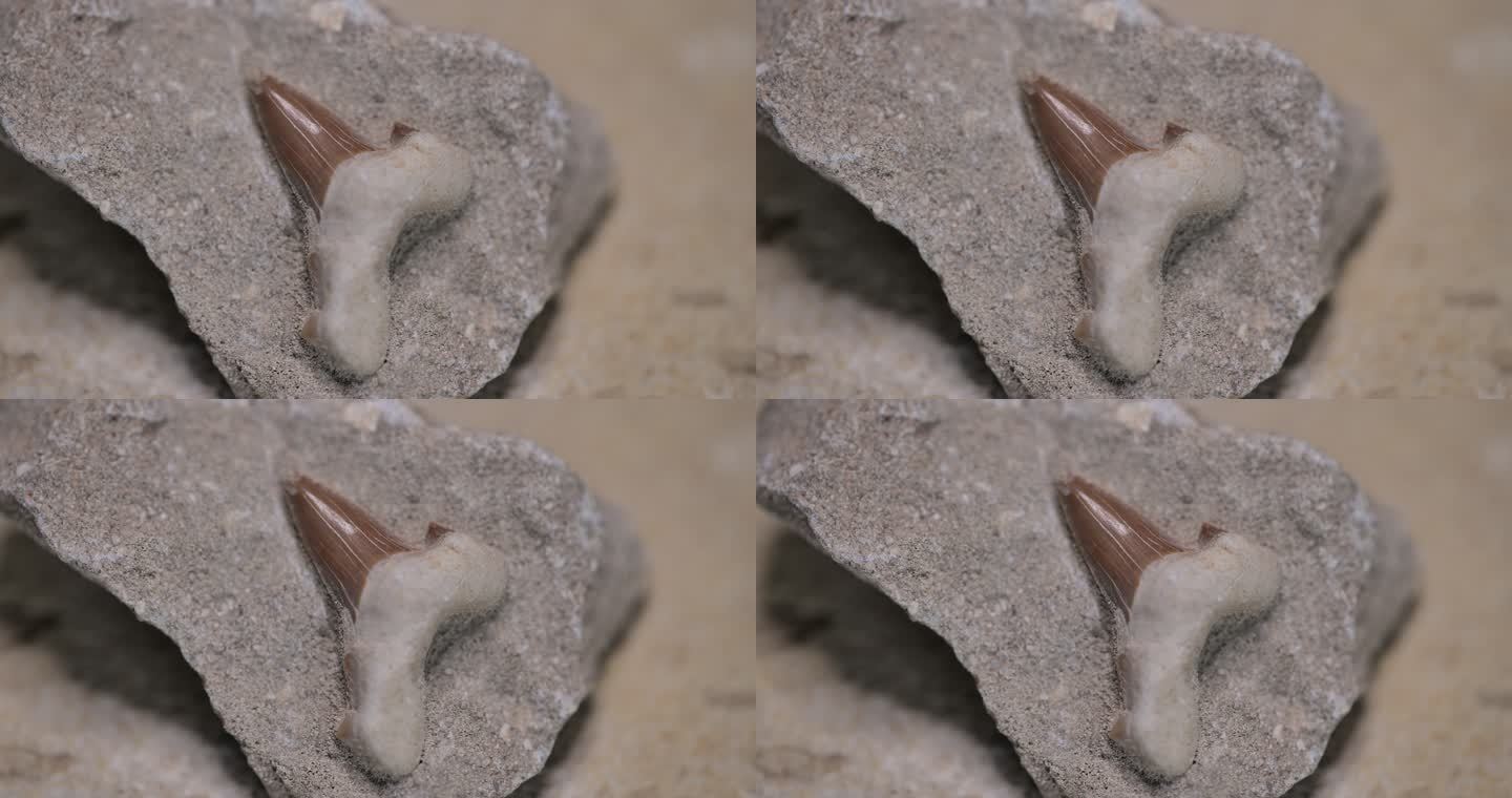 鲨鱼牙齿化石上古