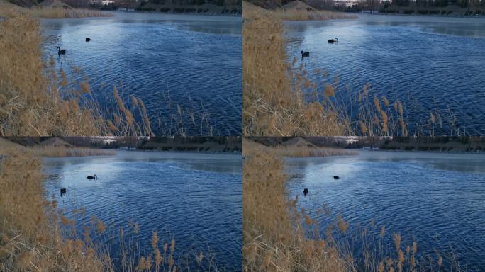 黑天鹅在湖中游泳的视频