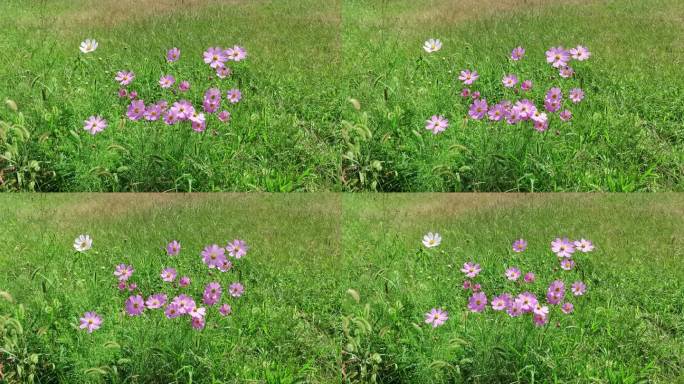 草地波斯菊