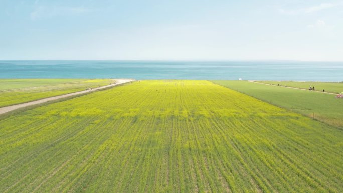 青海 青海湖 油菜花 美丽中国