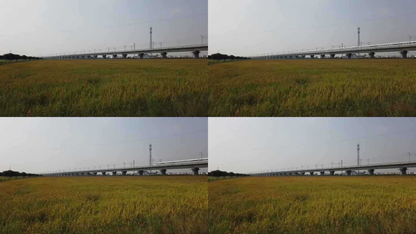 一列高铁从秋天的水稻田驶过