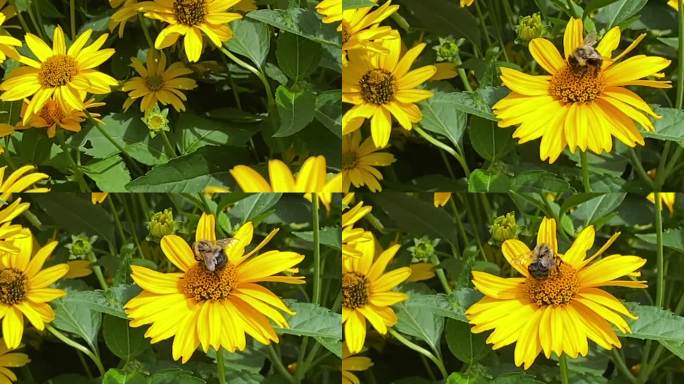 蜜蜂给一片假向日葵授粉