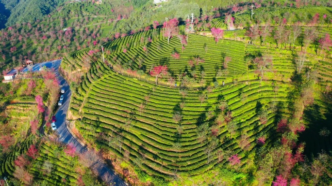 大理无量山樱花谷冬樱