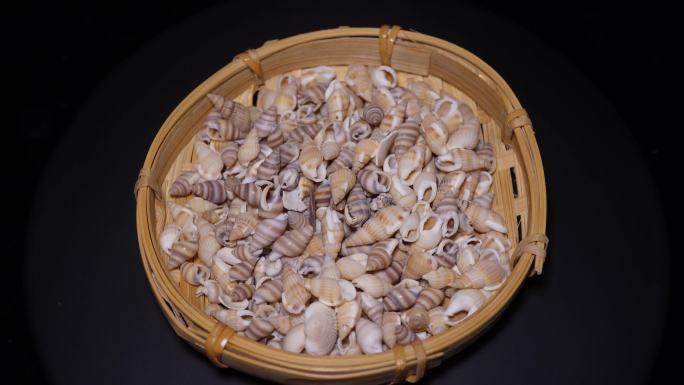小海螺壳装饰水族贝壳