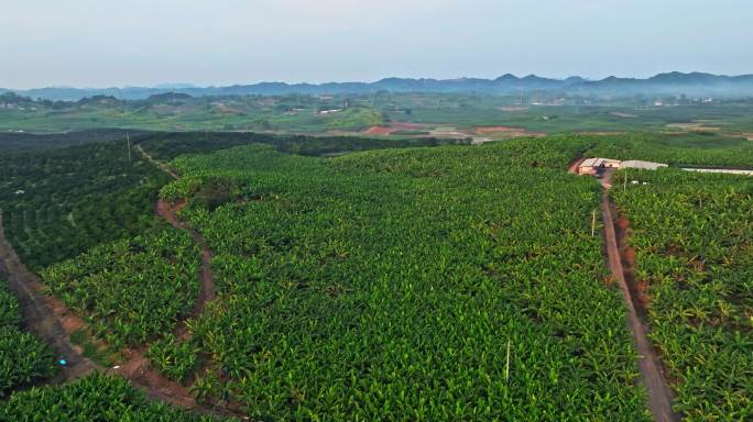 【正版素材】南宁隆安香蕉种植基地0398