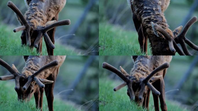 在怀俄明州黄石国家公园放牧麋鹿