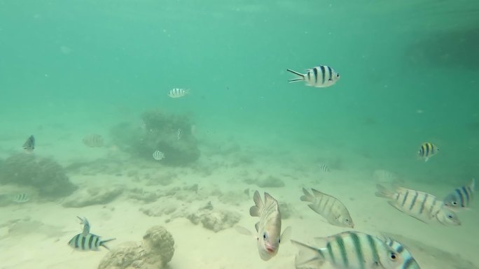 水下场景，海床上的阳光，成群的小鱼和大鱼。