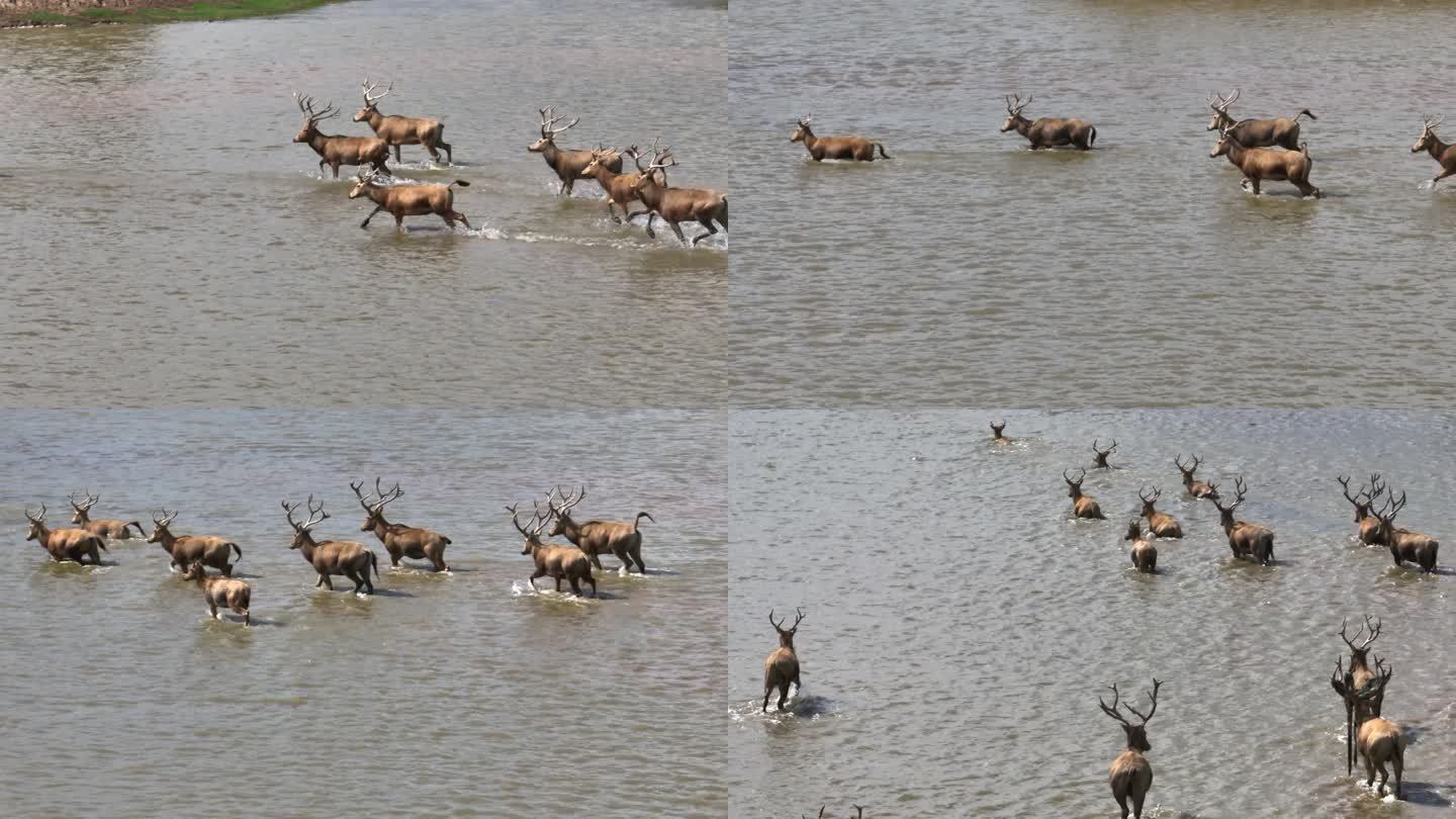 江苏盐城大丰麋鹿自然保护区中的麋鹿