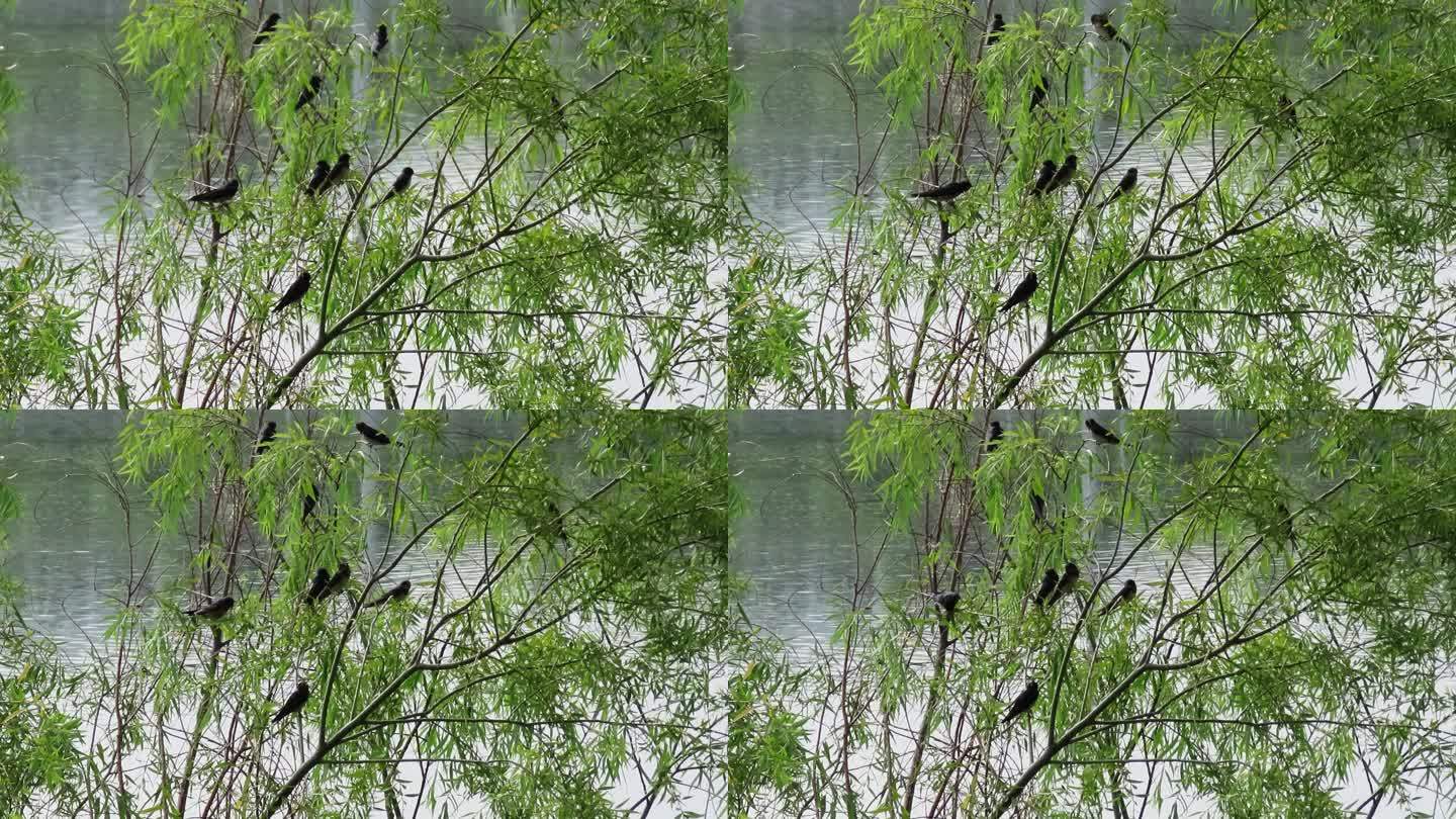 柳树上一群燕子