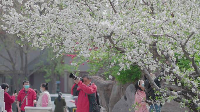 摄影师樱花树下拍照