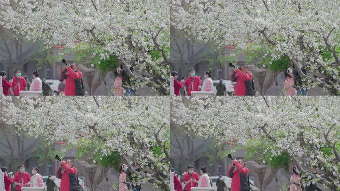摄影师樱花树下拍照