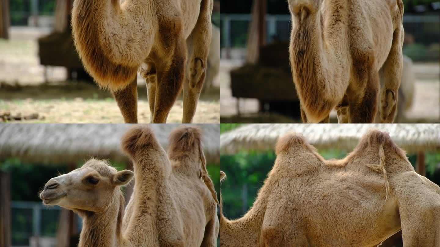 骆驼 驼峰 动物园的骆驼