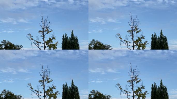 蓝天白云树林鸟月亮