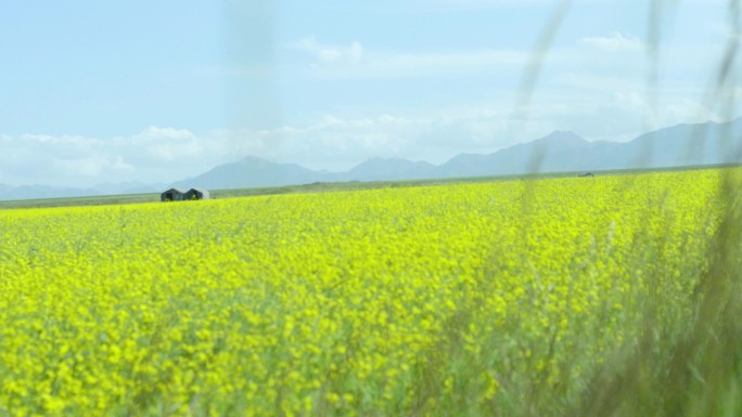 【原创】超清野外油菜花  春天田野