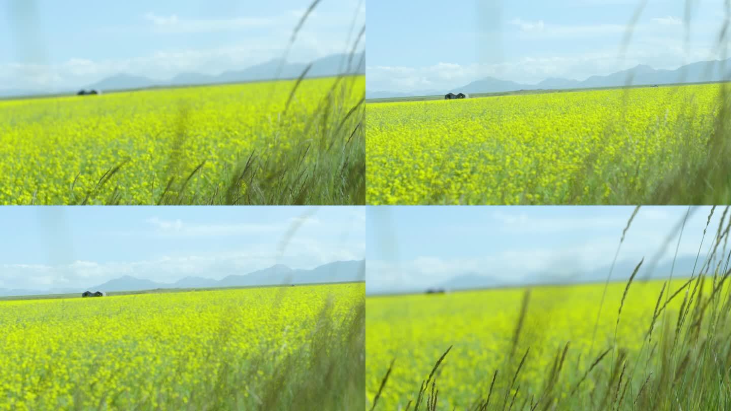 【原创】超清野外油菜花  春天田野