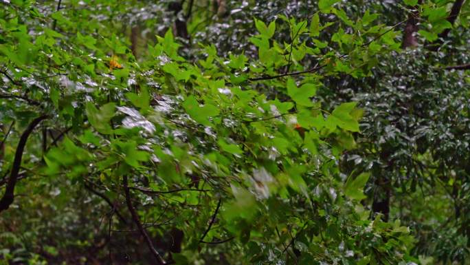 0040下大雨   暴雨 台风 狂风暴雨