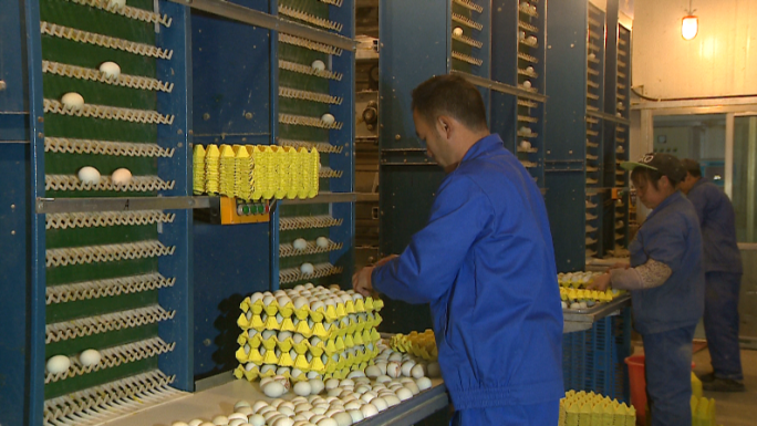 工厂自动化鸡蛋捡蛋