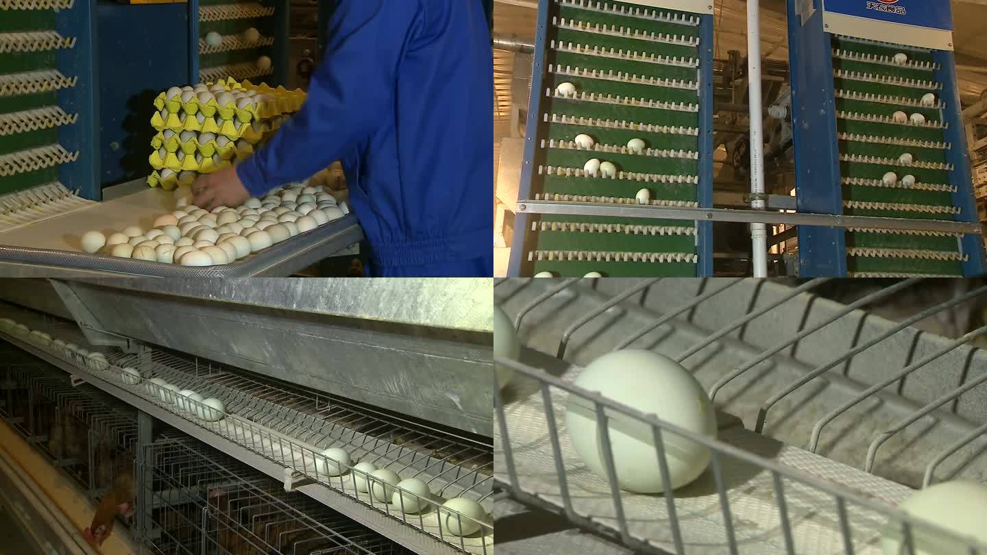 工厂自动化鸡蛋捡蛋