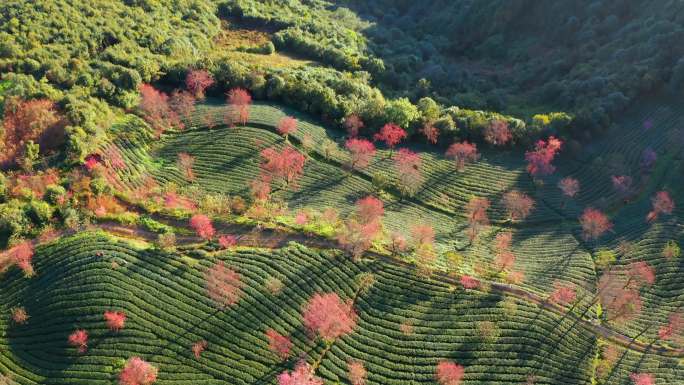 大理无量山樱花谷冬樱