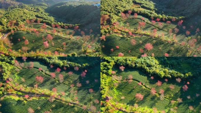 大理无量山樱花谷冬樱