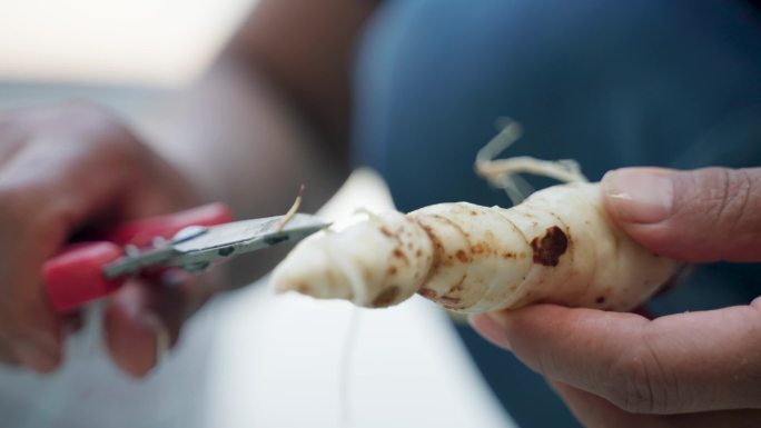 新黄精清洗蒸煮