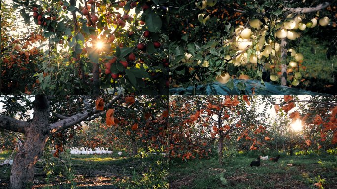 朝阳下果树农场里的鸡鸭与成熟的果实