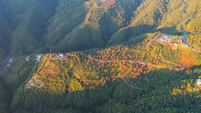 大理无量山樱花谷冬樱