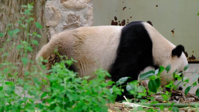 熊猫 国宝 动物园