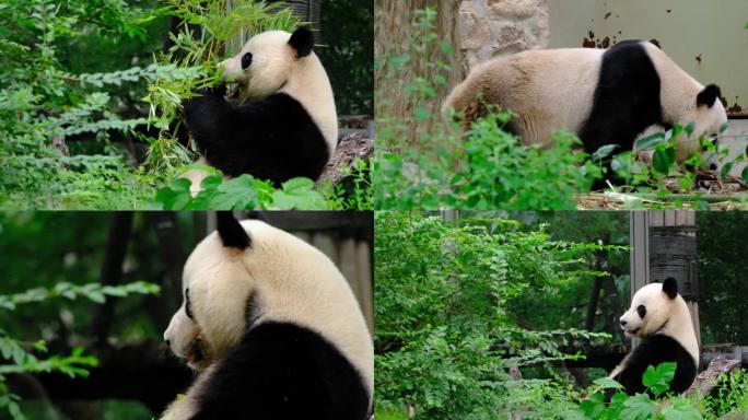 熊猫 国宝 动物园