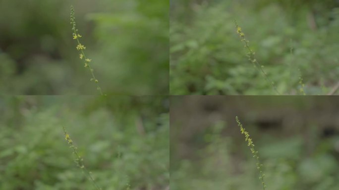 广东农村大山小菊花