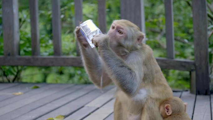 黔灵公园猕猴小猴子猴妈妈