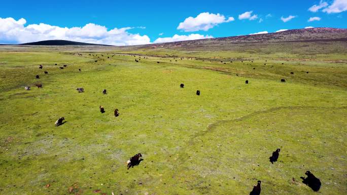 西藏高原牦牛奔跑