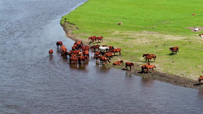 一群马在河边喝水