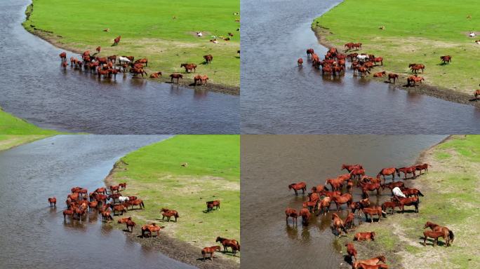 一群马在河边喝水