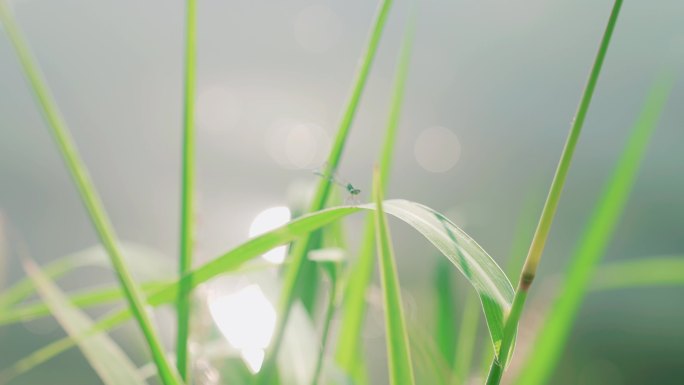 唯美光斑 水面反光 湖边花草 波光粼粼