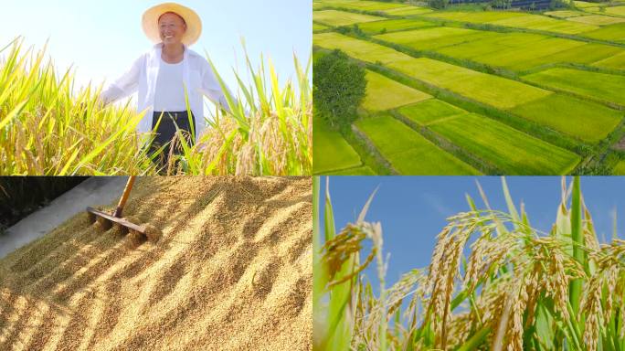 稻田素材